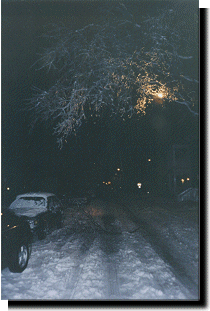 Fallen ice-covered tree limb.