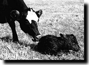 A cow and her new calf.