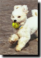 Dog playing fetch in the wind.