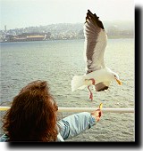 Mom feeds a seagull.