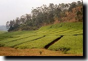 Field of Rwandan tea